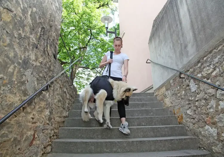 Mädchen mit Hund der die Ganzkörpertragehilfe trägt