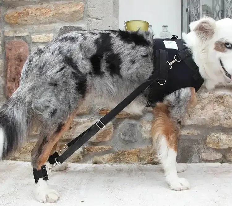 FlexiPander Trainingsgeschirr fuer Hunde