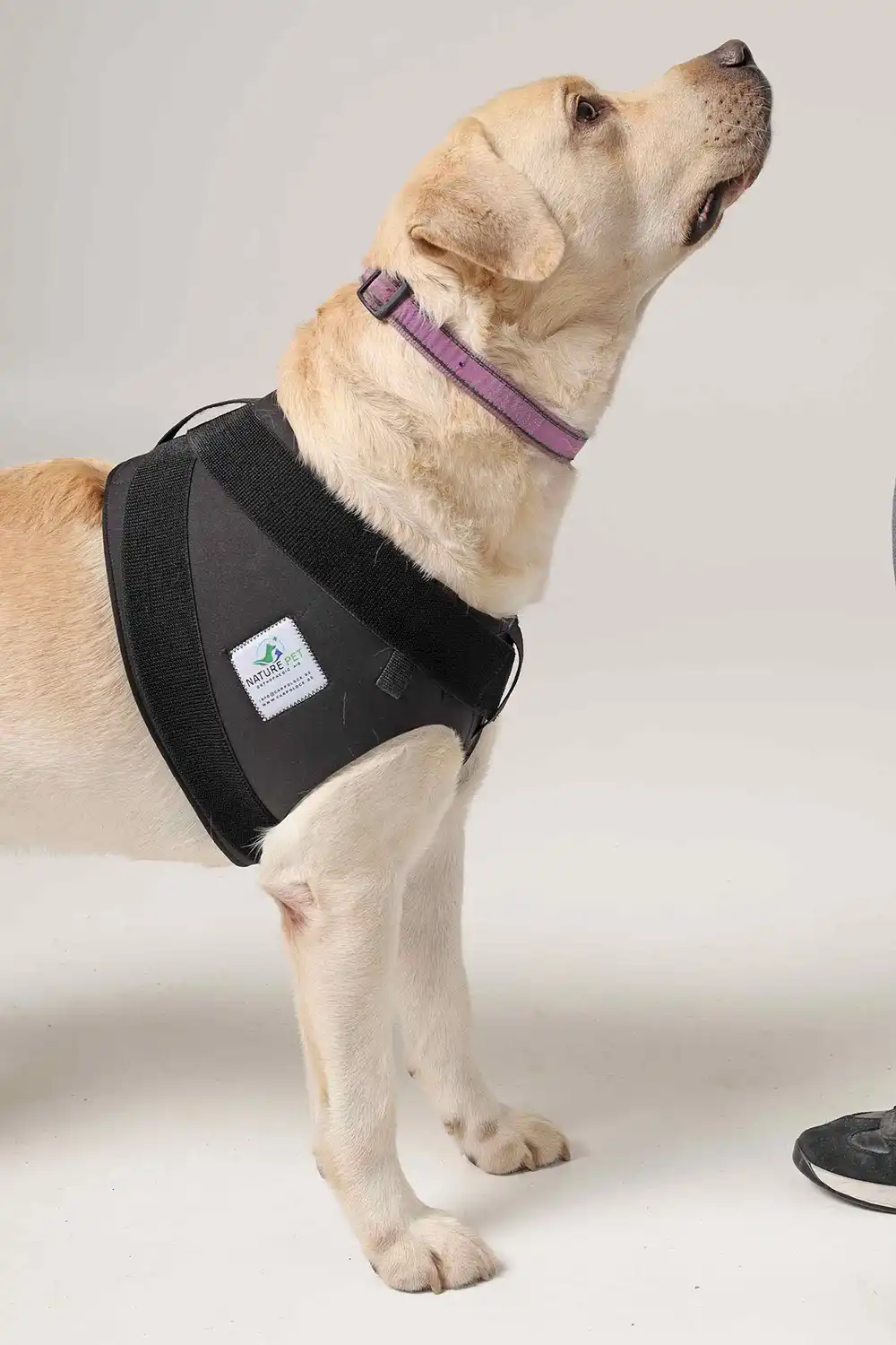 Schulterbandage-Hund-2 Schulterbadage für Hunde von NATURE PET