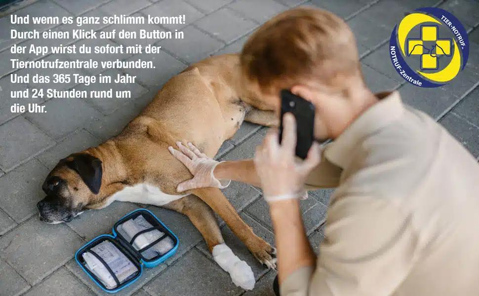 Erste Hilfe Tasche für Hunde für unterwegs