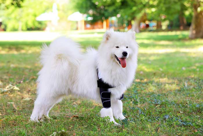Liegeschwielenbandage für Hunde