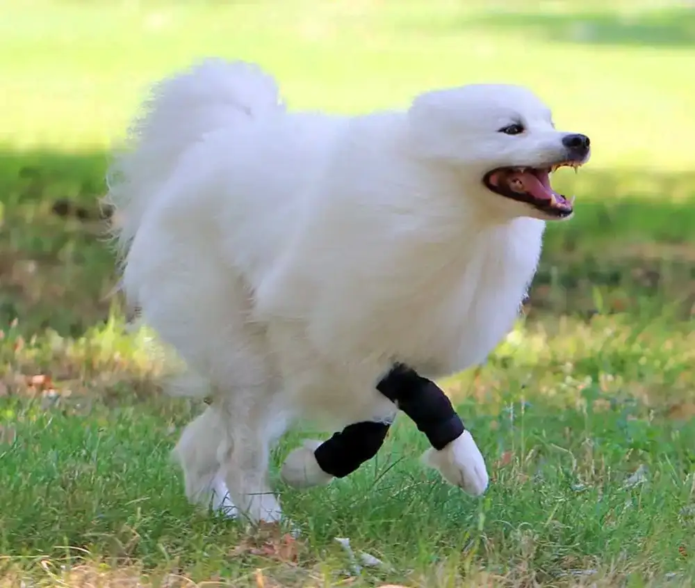 Sport Bandage für Hunde 3 Nature Pet Hundesport bandage am rennenden Hund