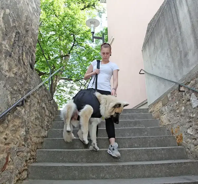 Ganzkörpertragehilfe für Hunde 25 Durchgehende Tragehilfe fuer Hunde