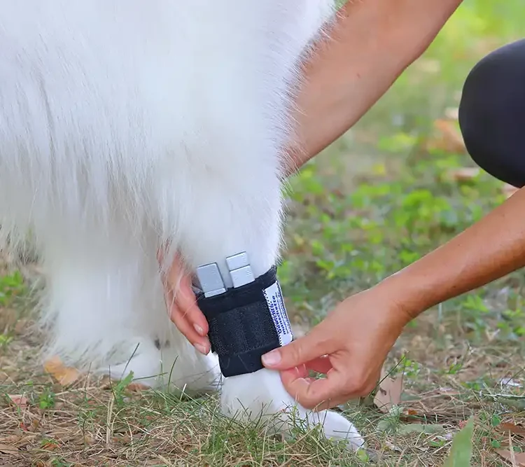 Gewichtsmanschette für den Muskelaufbau Ihres Hundes