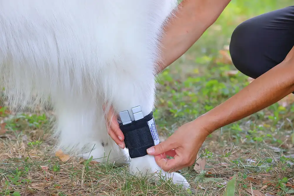 Hunde_Gewichtsmanschette Gewichtsmanschette für den Muskelaufbau Ihres Hundes
