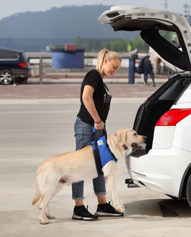 Hunde Tragehilfe vorne