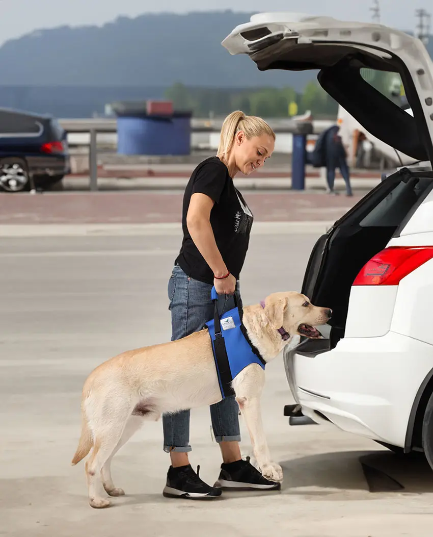 Hunde Tragehilfe vorne 3 Hunde Tragehilfe vorne – Bild 2