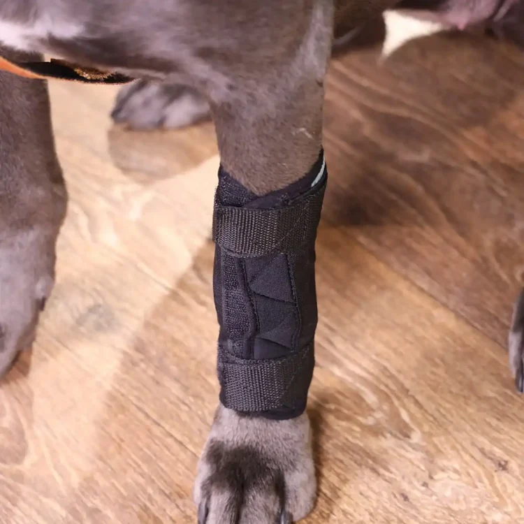 Durchtrittigkeit Bandage für Hunde 31 Thermofix Bandage für Hunde