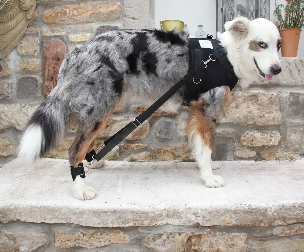 Hund mit angelegtem Flexipander Trainingsgeschirr