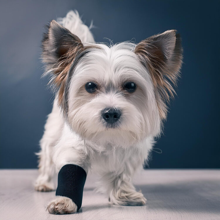 Kleiner Hund mit Vorderlauf Bandage