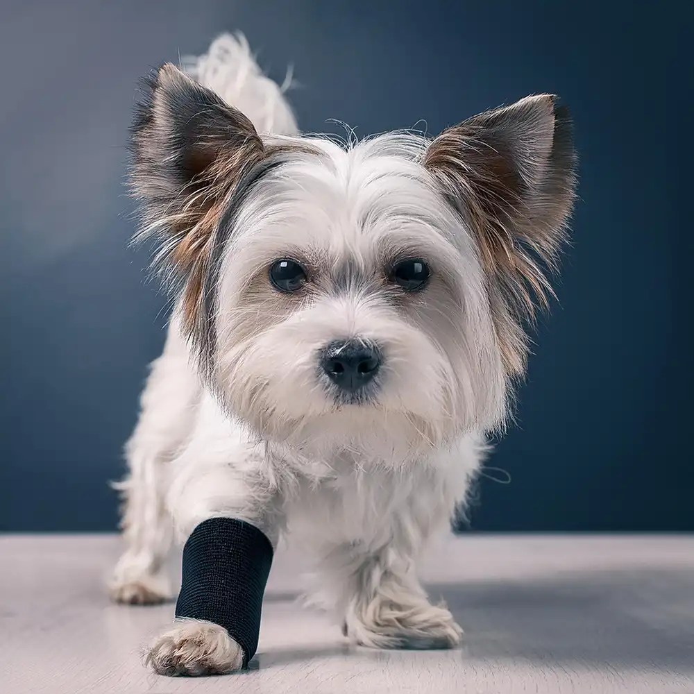 Elastische Handgelenkbandage für kleine Hunde
