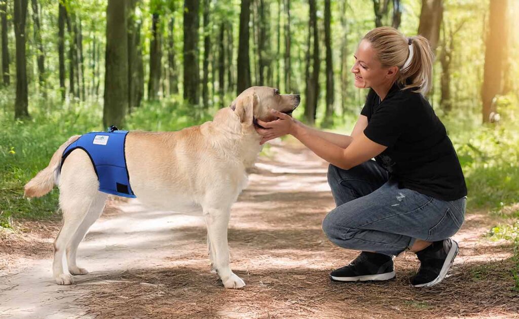 Hund mit Läufigkeitshose im Wald