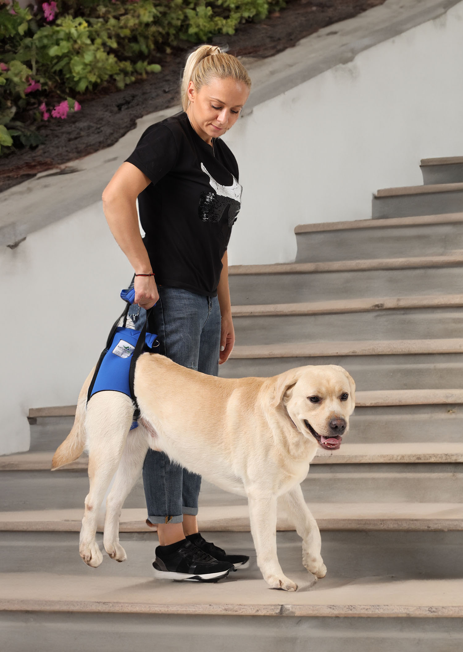 Hundetragehilfeim Einsatz auf der Treppe nach unten