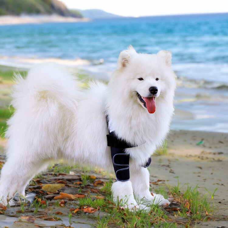 Liegeschwielen- / Ellenbogen Bandage für Hunde 21 Liegeschwielen Bandage im Einsatz am Strand