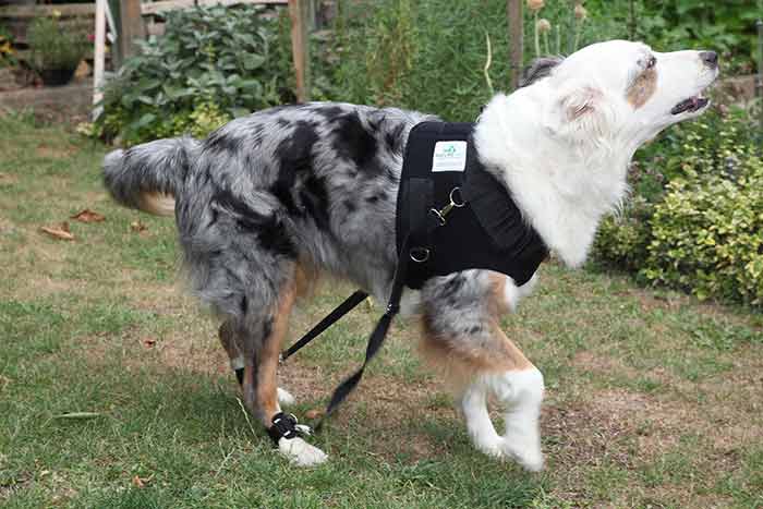 Flexipander Trainingsgeschirr für Hunde