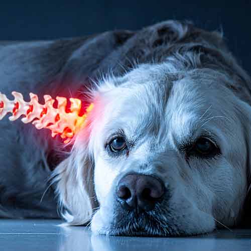 Bandscheibenvorfall bei Hund