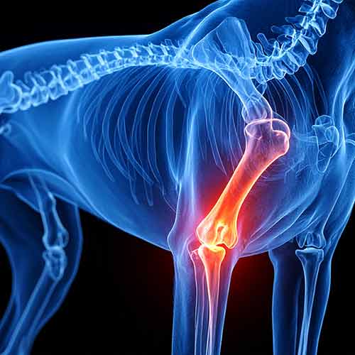 Ellenbogendysplasie beim Hund