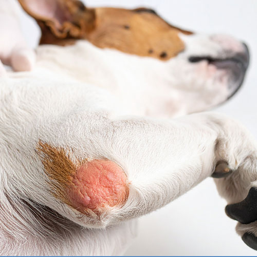 Liegeschwieln Tylom beim Hund