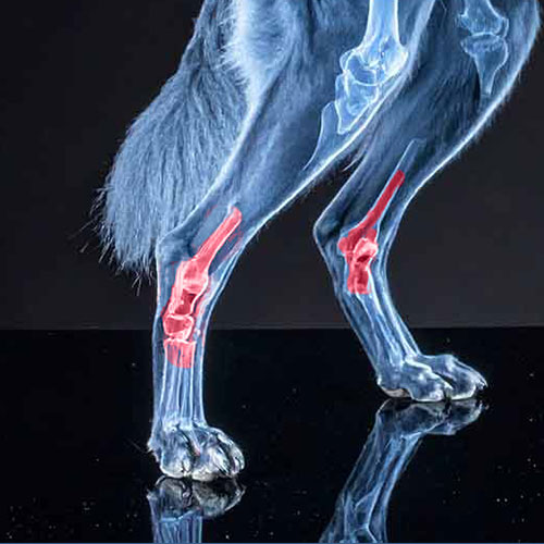 Tarsalgelenkprobleme beim Hund